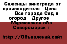 Саженцы винограда от производителя › Цена ­ 800 - Все города Сад и огород » Другое   . Мурманская обл.,Североморск г.